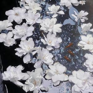 四虎精品在线观看
